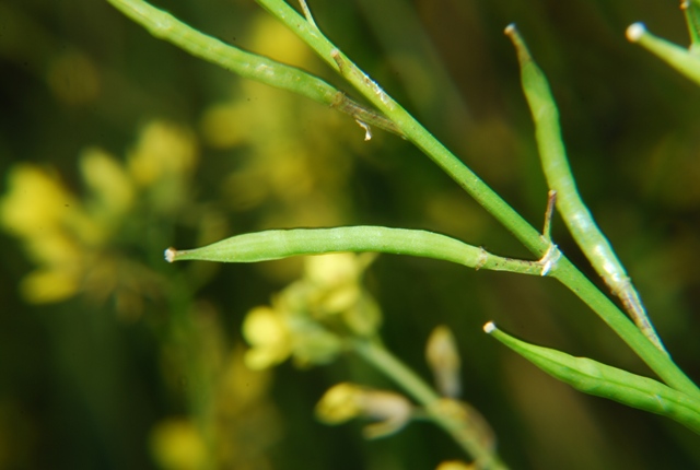Brassica nigra